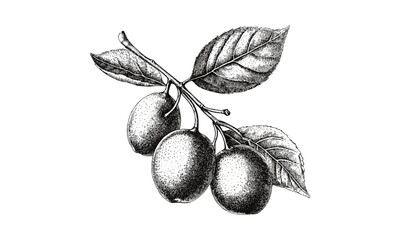 Antique style vintage engraving, detailed sorb fruit sketch, hand-drawn botanical food illustration, retro decor, old ink drawing, natural fruit print, classic fruit art, rustic design
