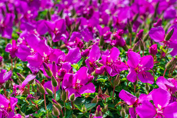 A vivid blanket of magenta Madeira Cranesbill flowers bursts with color and life, their bright petals and lush green foliage creating a striking display of natural beauty in full summer bloom