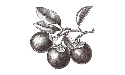 Hand-drawn sorb fruit engraving, vintage botanical illustration, old ink sketch, retro food art print, antique style black line drawing, detailed fruit etching, traditional nature artwork