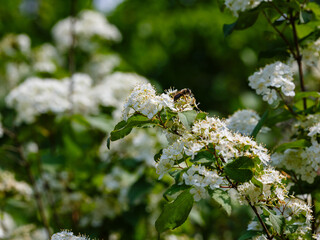 Deutzia amurensis blooms in garden. A bee collects nectar on the flowers of a Deutzia, an ornamental shrub.