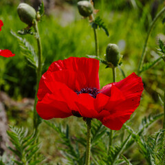 Papaver orientale, the Oriental poppy, is a perennial flowering plant native to the Caucasus