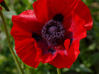 Papaver orientale, the Oriental poppy, is a perennial flowering plant native to the Caucasus