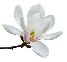 Obraz premium 清楚な白木蓮 優雅に咲く