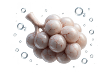 Human lung alveoli with oxygen molecules, 3D render on transparent background