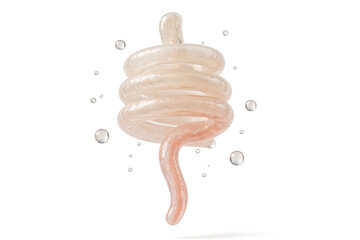 3D render of a stylized human intestine isolated on transparent background.