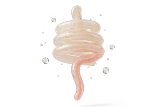 3D render of a stylized human intestine isolated on transparent background.