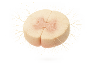 Human spinal cord cross-section detailed anatomy isolated on transparent background.