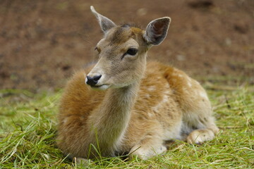 Fallow deer (Dama dama) hind Cervidae family. Machico Madeira, Portugal.
