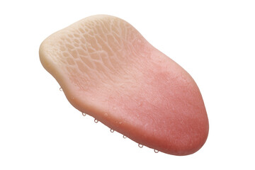 Realistic human tongue isolated on transparent background, detailed macro shot