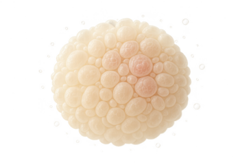 Abstract microscopic cellular structure or ovum isolated on a transparent background.