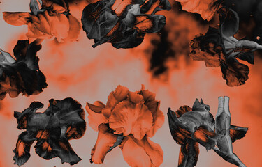 Artistic photo of iris flowers digitally enhanced with a bold orange and black palette. Suitable...