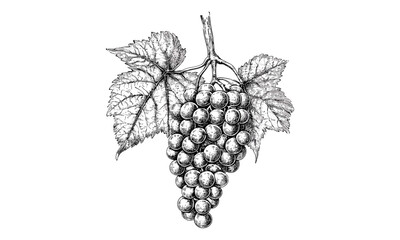 Hand-drawn vintage grape cluster, black ink engraving, antique sketch style, detailed vineyard fruit artwork, rustic winery decor, classic wine illustration, natural harvest design © Vintage Studio