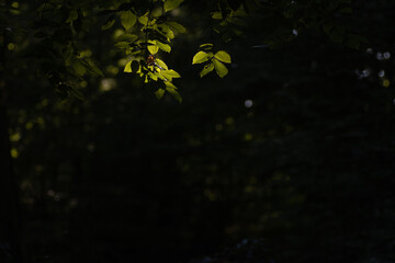 Sunlight in the dark forest with leaves and branches. Natural background.