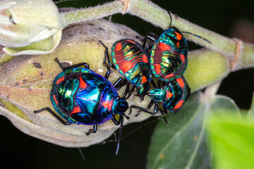 Hibiscus Harlequin Bug (Tectocoris diophthalmus) - Nymphs in Mixed Instars 