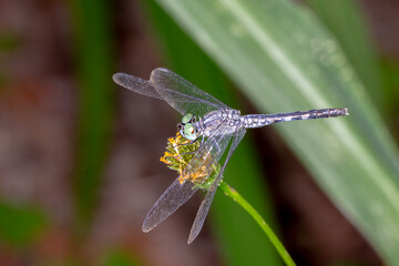 Chalky Percher (Diplacodes trivialis) - Clear Side View of Perching Dragonfly