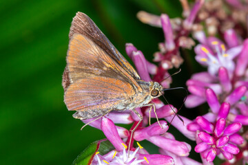 Orange Palm-Dart (Cephrenes augiades) - Skipper Butterfly Feeding on Pink Flowers