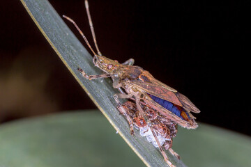 Female Stink Bug Guarding Hatching Eggs on Leaf Blade (Bromocoris souefi)