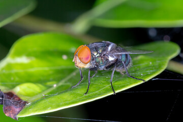 Blow Fly (Chrysomya sp.) - Red-Eyed Fly with Metallic Body on Leaf Edge