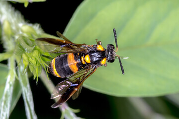 Bottlebrush Sawfly (Pterygophorus cinctus) - Dorsal View with Yellow-Black Bands