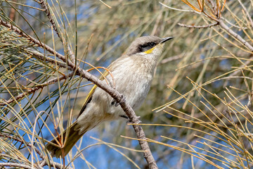Singing Honeyeater Perched in Native Bushland (Gavicalis virescens)
