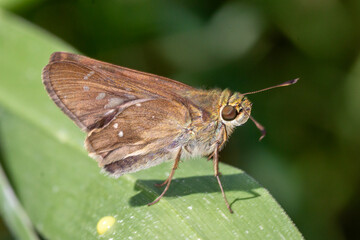 Branded Swift (Pelopidas sp.) - Macro of Pelopidas Genus Butterfly in Natural Habitat