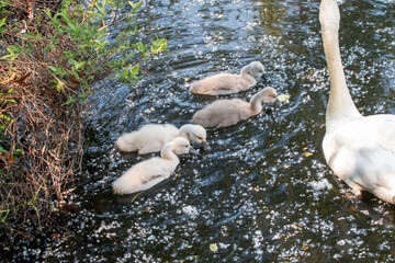 Looking Down at a Mother Swan With Cygnets Swimming in a pond