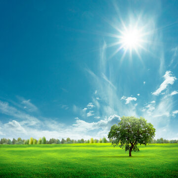 Peaceful green meadow with a single tree, distant forest, and a bright blue sky with clouds and sunshine. Ideal for themes of nature, serenity, and countryside beauty.