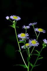 The beauty of the flowers of Erigeron annuus, Daisy fleabane, on a dark background