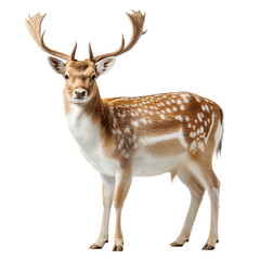 Obraz premium Fallow deer stag standing wildlife animal nature mammal antlers isolated on transparent background 