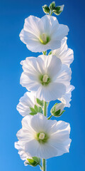 White hollyhock flowers bloom vibrantly against clear blue sky, showcasing their delicate petals and green buds. vertical arrangement creates serene and uplifting visual