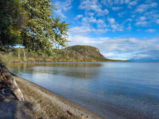 Whakaipo Bay, Lake Taupō, New Zealand. Flowering Tree Lucerne in foreground. Invasive non-native pine and fir trees were poisoned above Tahunatara Point because of their impact on native vegetation.