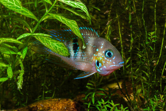 Thorichthys panchovillai , sp. Coatzacoalcos