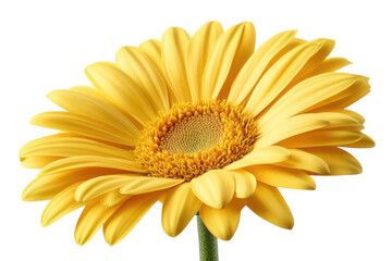 Radiant Yellow Gerbera Daisy Blossom Capturing Sunshine Happiness and Beauty on a Striking Black