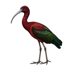 Obraz premium Detailed Side View Clipart of a Glossy Ibis Standing Tall, Isolated on White