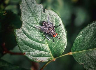 Fliege auf einem Blatt