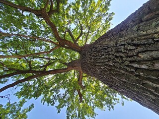 Majestic tree viewed from below with lush green leaves and blue sky