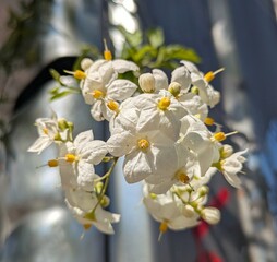 Vista de cerca de flor de Solanum Jasminoides