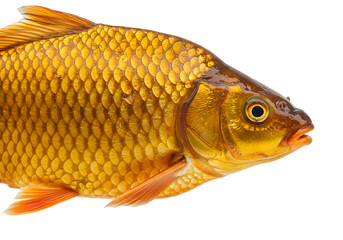Golden Fish A Detailed Closeup