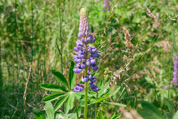Blue flowers. Lupinus, lupin, lupine field with blue flowers. Bunch of lupines summer flower background surrounded by greenery. Blooming lupine flowers . Colorful lupinus of pink, violet, blue