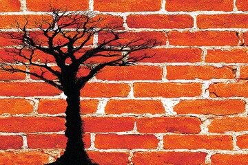 Silhouette of a bare tree against an orange brick wall