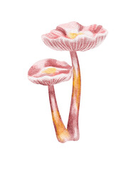 Pink forest mushroom, watercolor illustration
