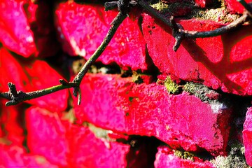 Close-up of a vibrant pink brick wall, adorned with thorny branches