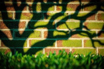 Shadow of a tree on a brick wall, with greenery below
