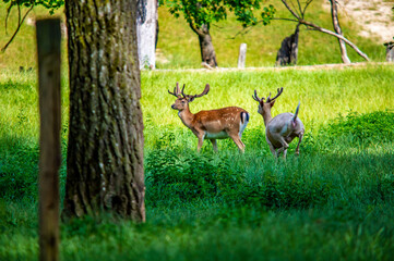 Zwei Rehe im hohen Gras 