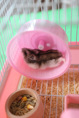 People look after and play with the hamster.