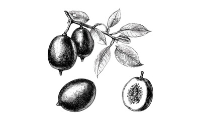 Traditional Asian jujube fruit sketch, vintage engraving, black ink illustration, exotic food decor, antique botanical art, old style hand-drawn print, rustic fruit drawing,