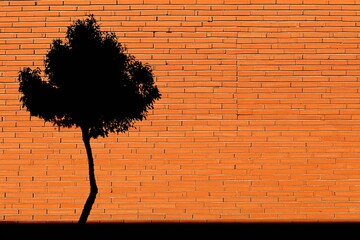 Silhouette of a tree against an orange brick wall