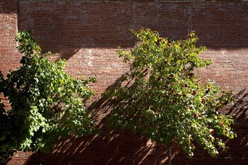 Two leafy trees cast shadows on a reddish-brown brick wall
