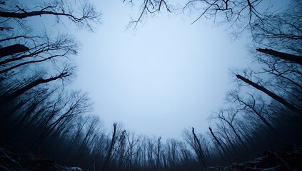 Winter forest canopy viewed from below