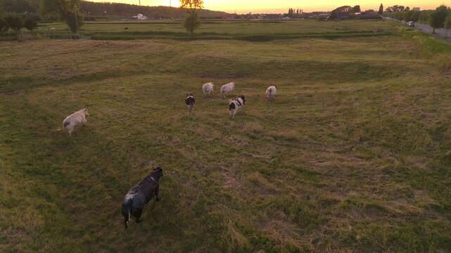 Low Sunset Flyover Across Cow Field in Ramskapelle | FlyLens 4K